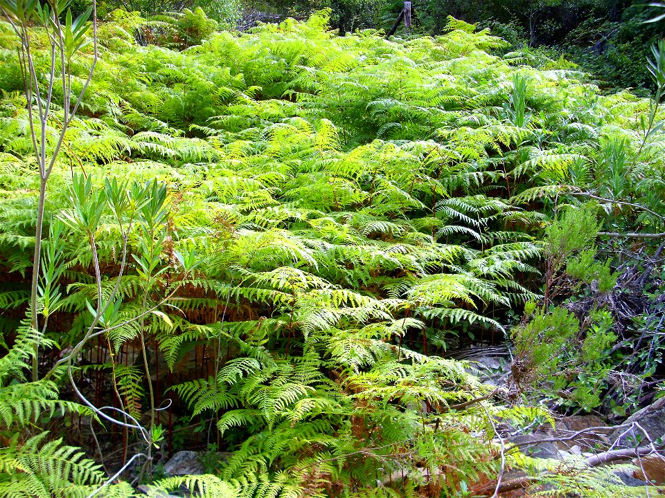 Fern Pteridium aquilinum, Sierra Madrona, Spain