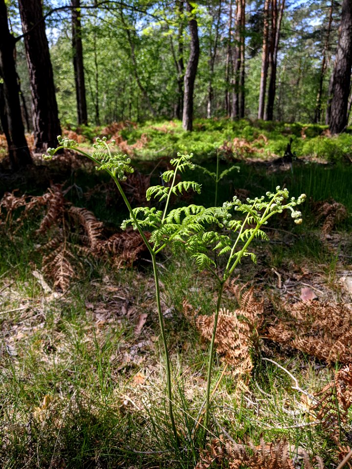 young shoot of Pteridium aqulinum; association Vaccinio myrtilli-Pinetum sylvestris