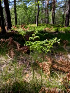 young shoot of Pteridium aqulinum; association Vaccinio myrtilli-Pinetum sylvestris