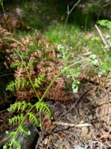 young shoot of Pteridium aqulinum; association Vaccinio myrtilli-Pinetum sylvestris