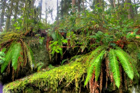 Ferns on a rock shelf in Capilano River Regional Park, North Vancouver, British Columbia, Canada.