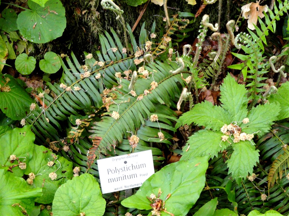Polystichum munitum specimen in the Botanischer Garten München-Nymphenburg, Munich, Germany.