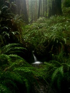 A waterfall on Rhododendron Trail, in the temperate rainforest at Prairie Creek Redwoods State Park.

With Sequoia sempervirens trees and Polystichum munitum ferns.
In Humboldt County, California.