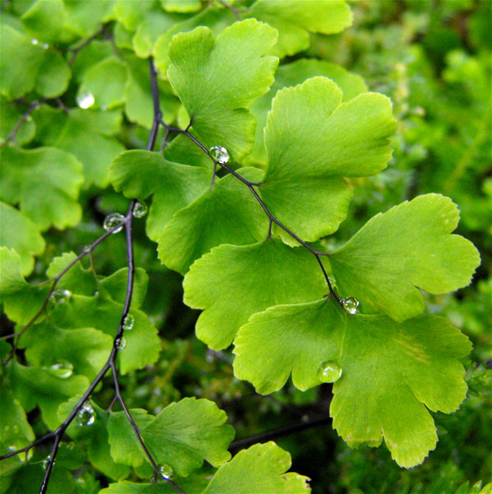 Adiantum capillus-veneris 'Banksianum' in the Botanical Bldg., Balboa Park, San Diego, California, USA.