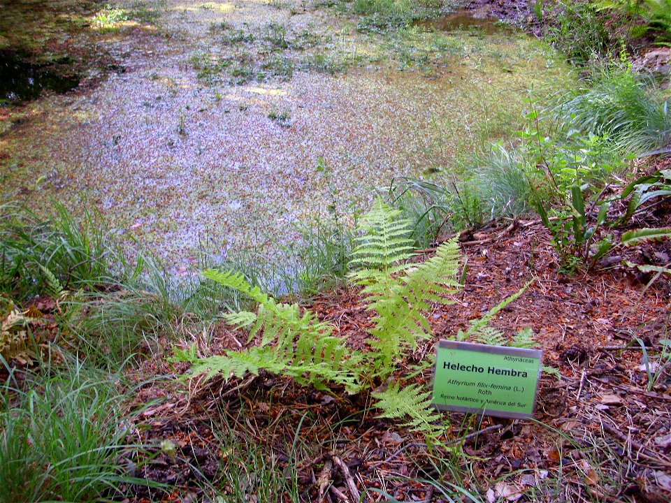 Athyrium filix-femina habit, Sierra Nevada, Spain