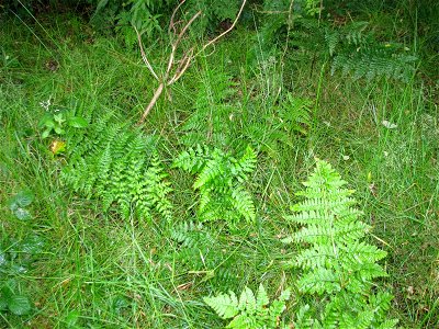 Lady Fern Athyrium filix-femina