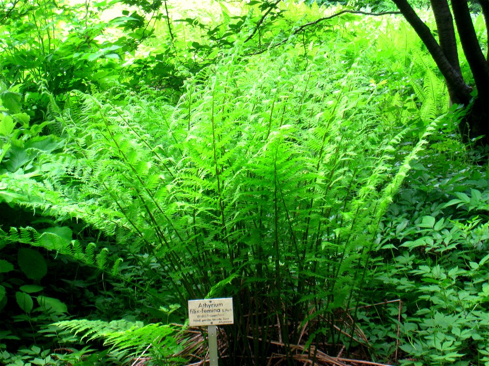 Athyrium filix-femina specimen in the Botanischer Garten, Berlin-Dahlem (Berlin Botanical Garden), Berlin, Germany.
