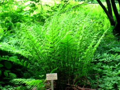 Athyrium filix-femina specimen in the Botanischer Garten, Berlin-Dahlem (Berlin Botanical Garden), Berlin, Germany.