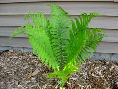 Ostrich fern in late spring.
Central Wisconsin

Small plants at the base are trout lilies
