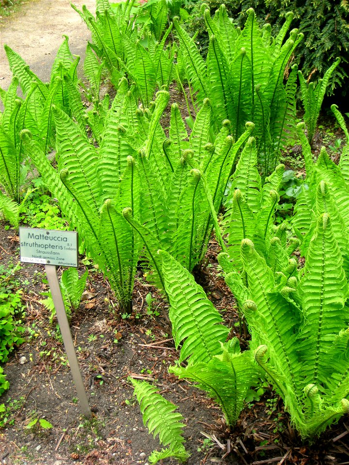 Matteuccia struthiopteris specimen in the Botanischer Garten, Berlin-Dahlem (Berlin Botanical Garden), Berlin, Germany.