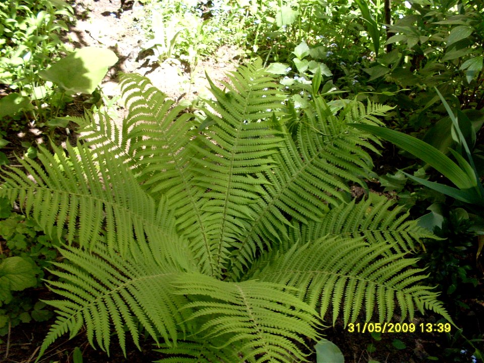 Matteuccia struthiopteris, cultivated, Russia
