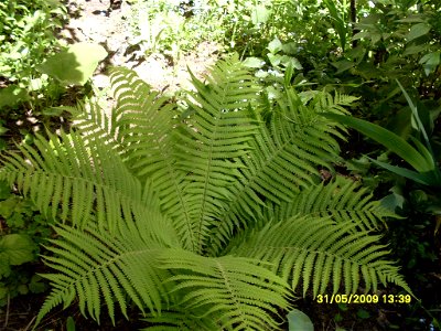 Matteuccia struthiopteris, cultivated, Russia