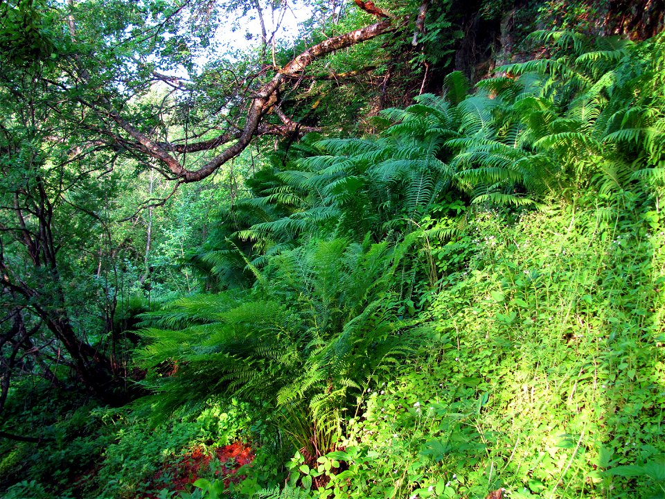 Forest under Purtse Hiiemäe cliff, Ida-Virumaa, Estonia.