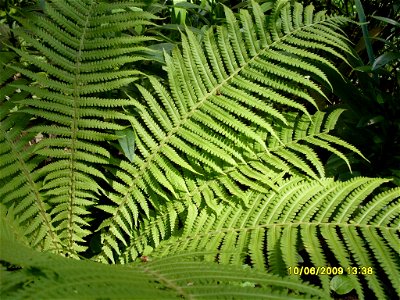 Matteuccia struthiopteris, cultivated, Russia
