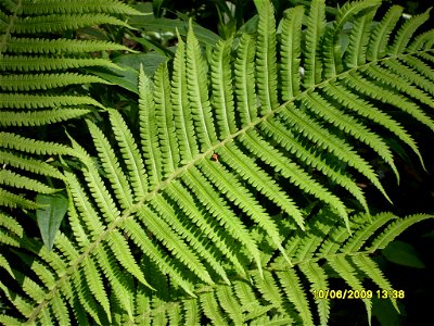 Matteuccia struthiopteris, cultivated, Russia