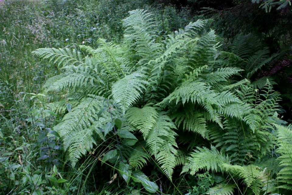 male fern, Dryopteris filix-mas, Poland, Gać (gmina Główczyce) near forest road, Słowiński Park Narodowy.
