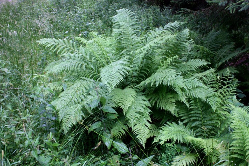 male fern, Dryopteris filix-mas, Poland, Gać (gmina Główczyce) near forest road, Słowiński Park Narodowy.