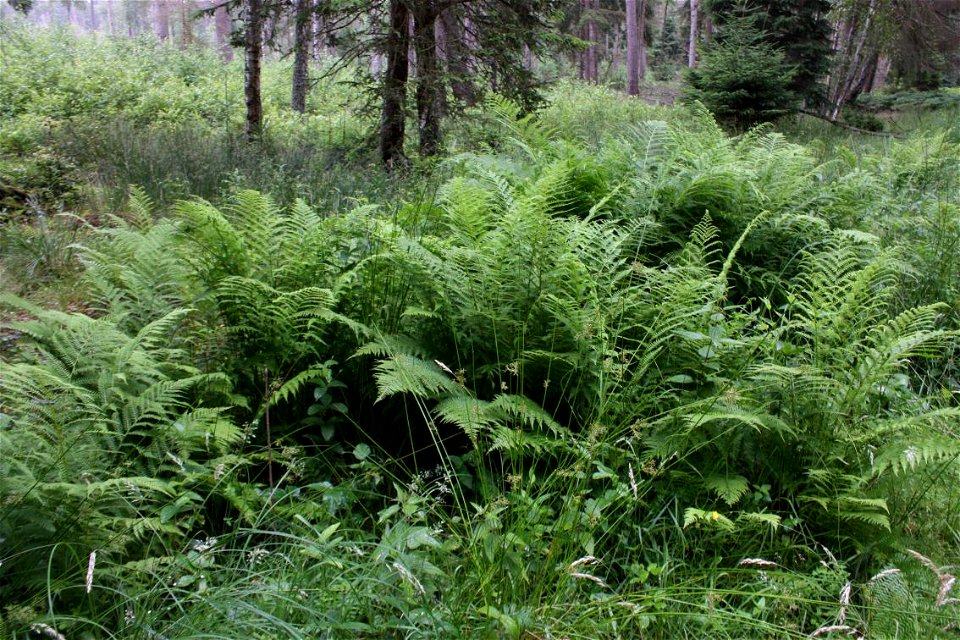 male fern, Dryopteris filix-mas, Poland, Gać (gmina Główczyce) near forest road, Słowiński Park Narodowy.