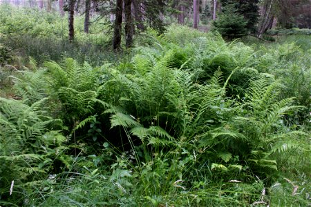 male fern, Dryopteris filix-mas, Poland, Gać (gmina Główczyce) near forest road, Słowiński Park Narodowy.