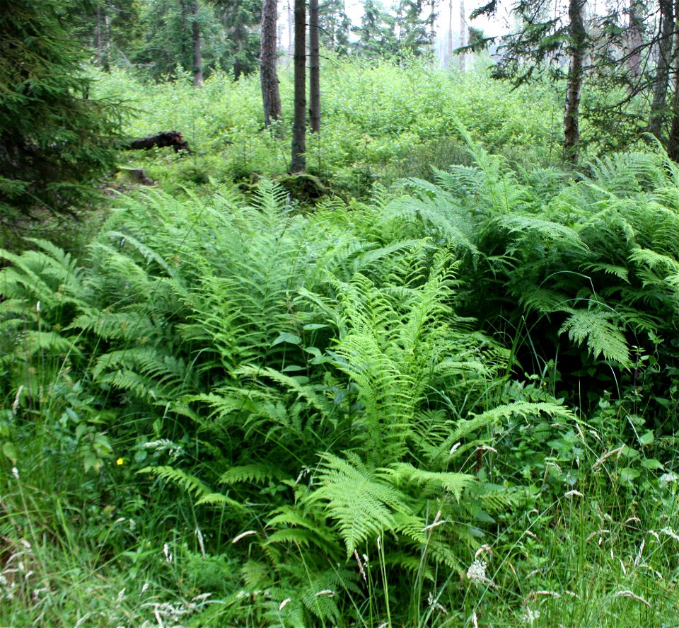 male fern, Dryopteris filix-mas, Poland, Gać (gmina Główczyce) near forest road, Słowiński Park Narodowy.