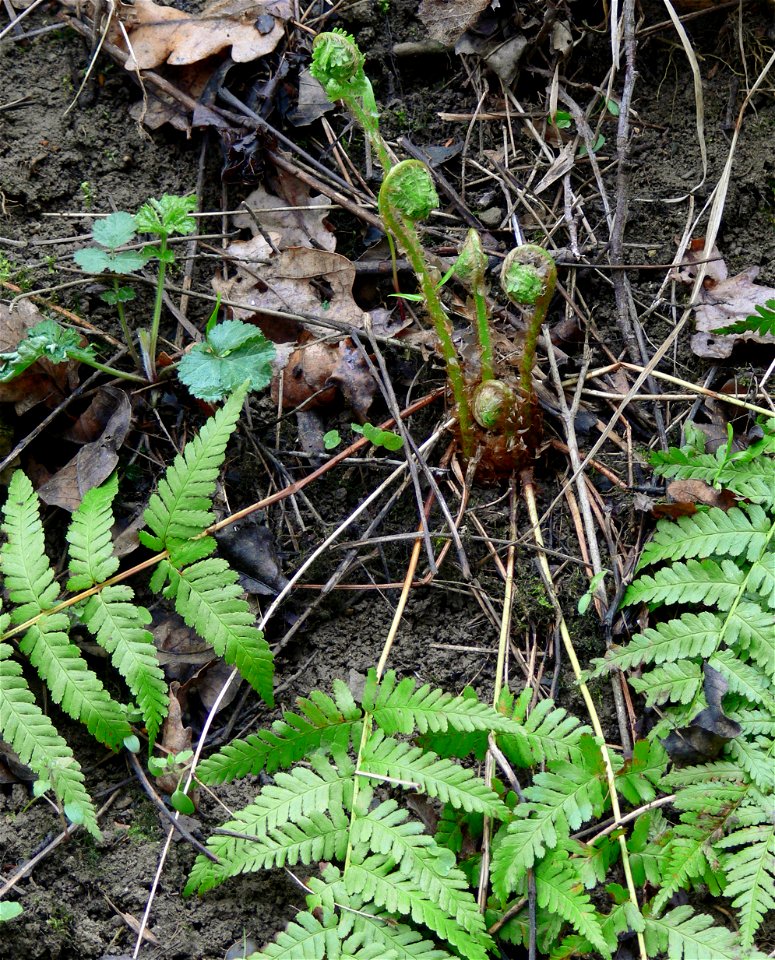 Dryopteris filix-mas, male fern, Gewöhnlicher Wurmfarn