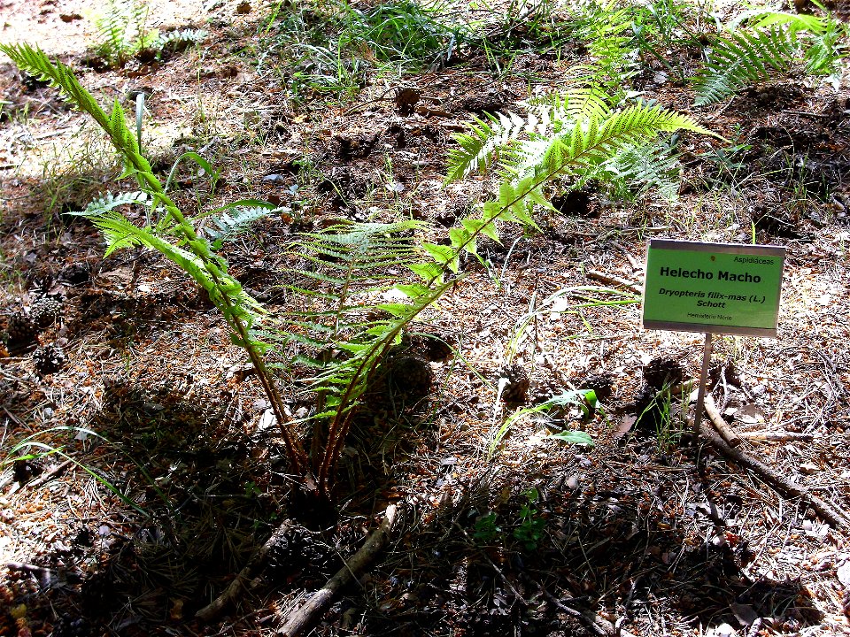 Dryopteris filix-mas habit, Sierra Nevada, Spain