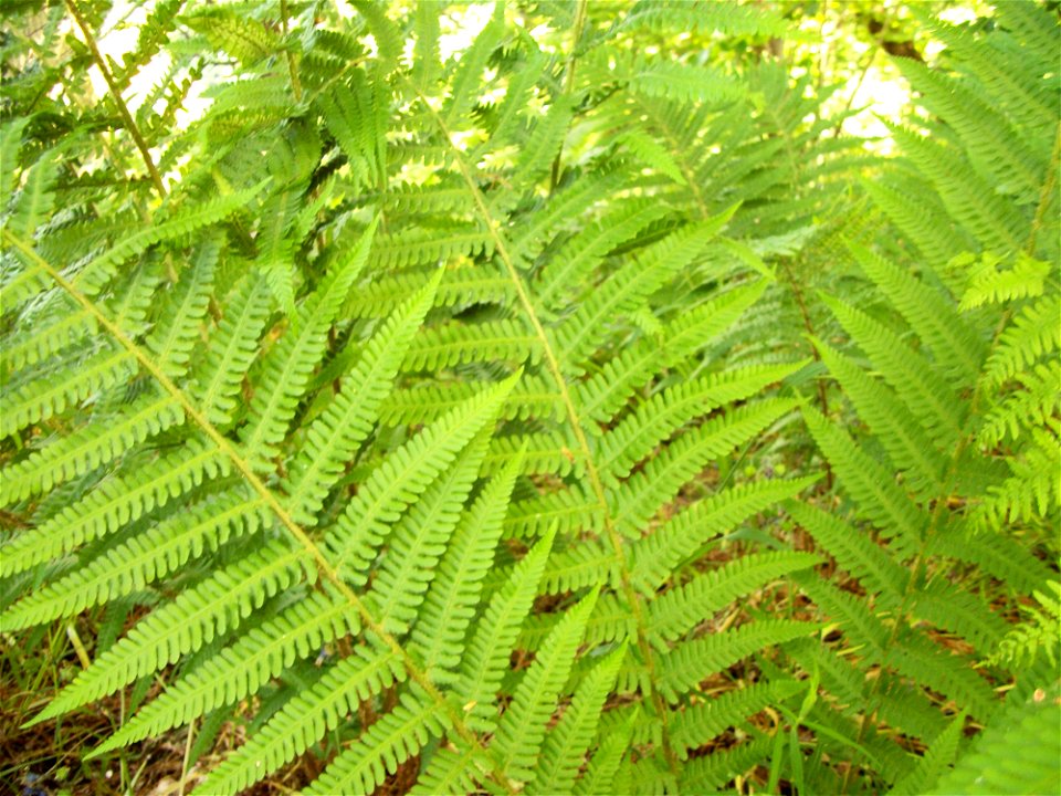 Dryopteris filix-mas, at Cartland Craigs. Alternative ref: Cartland Craigs 20 June 2010 (40)