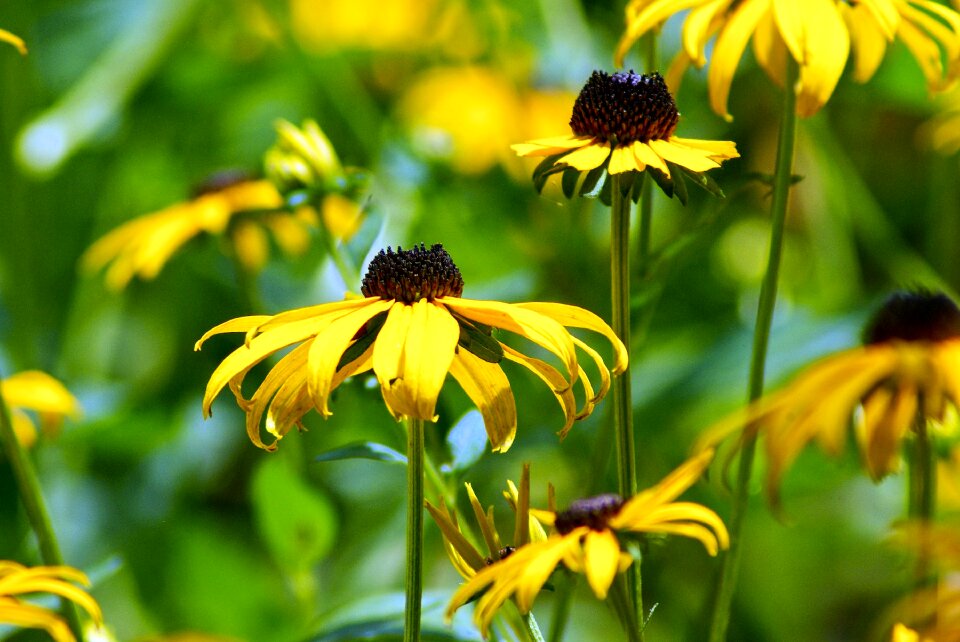 Rudbeckia hirta rudbeckia hirta