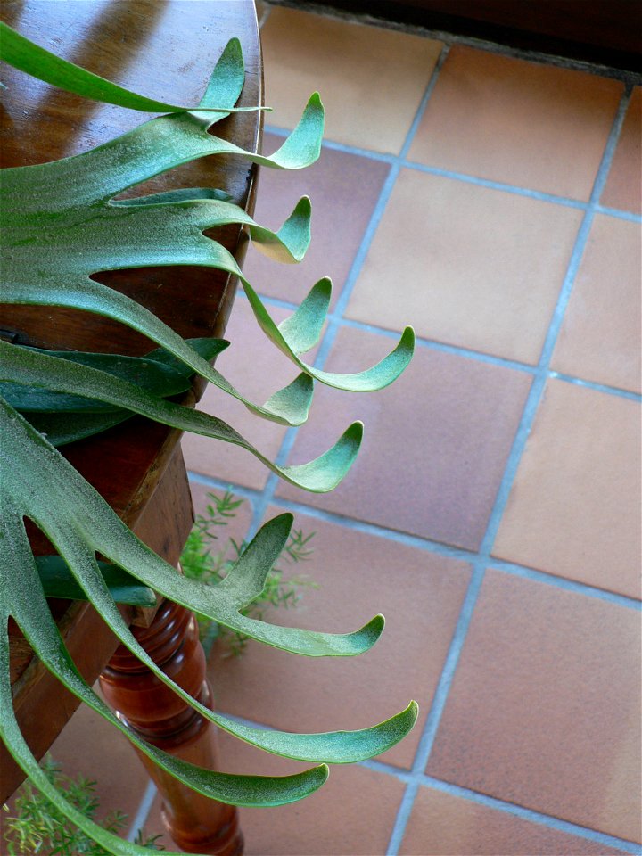 Platycerium bifurcatum leaf tips