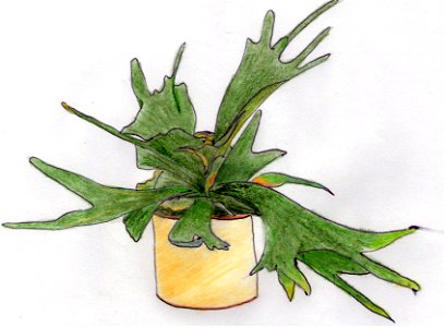 Platycerium bifurcatum