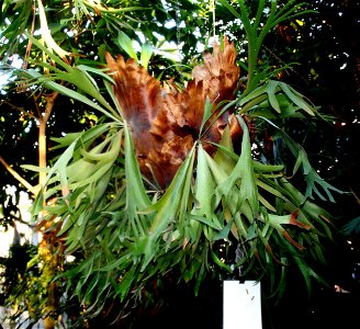 The fern Platycerium bifurcatum in the Prague botanic garden of Charles University, Czech Republic
