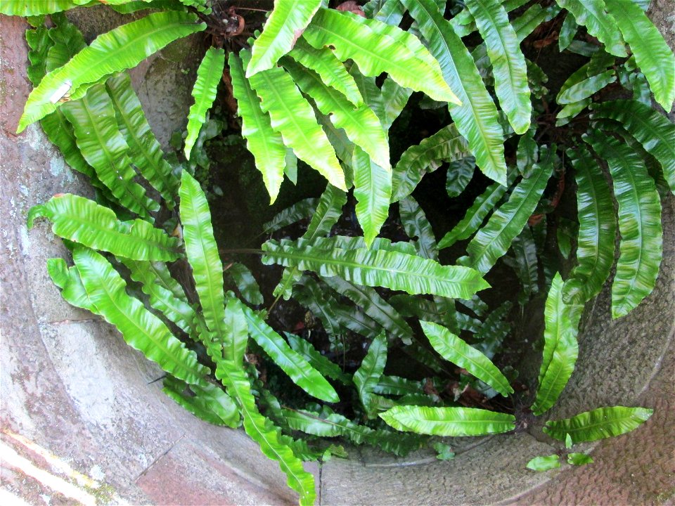 Hirschzungenfarn (Asplenium scolopendrium) in einem Brunnen in Saarbrücken