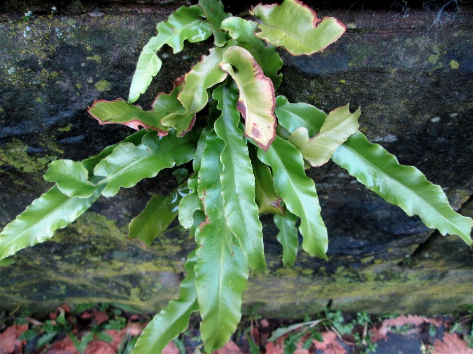 Hirschzungenfarn (Asplenium scolopendrium) an der Stadenmauer in Saarbrücken