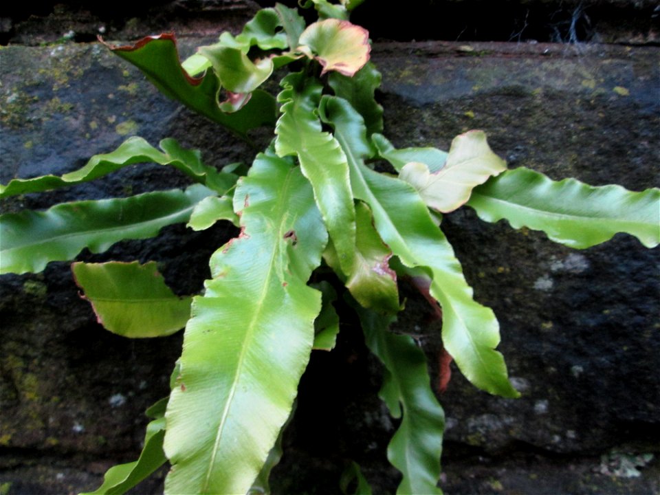Hirschzungenfarn (Asplenium scolopendrium) an der Stadenmauer in Saarbrücken