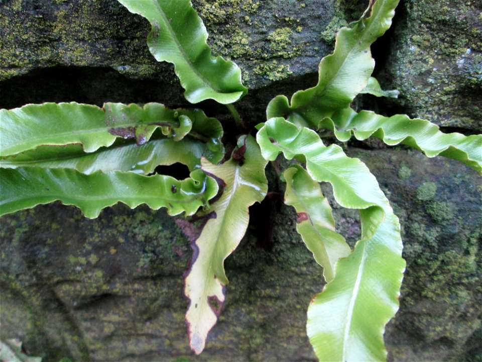 Hirschzungenfarn (Asplenium scolopendrium) an der Stadenmauer in Saarbrücken
