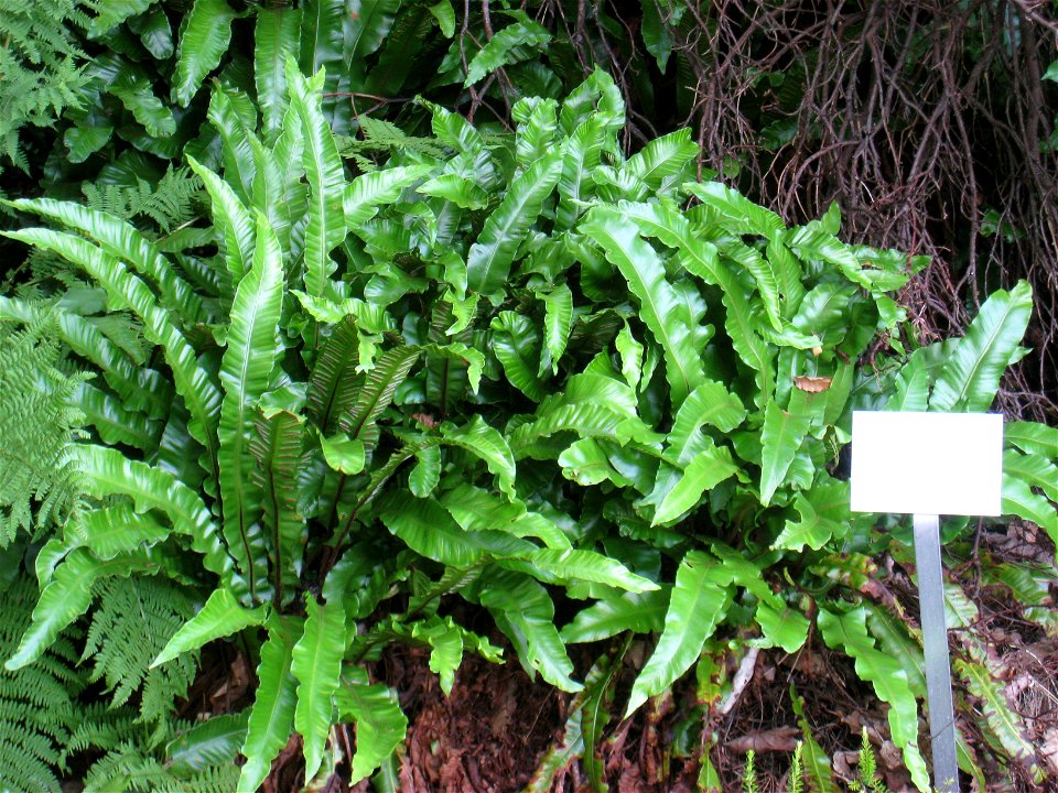 Asplenium scolopendrium in the Botanischer Garten der Universität Würzburg, Würzburg, Germany.