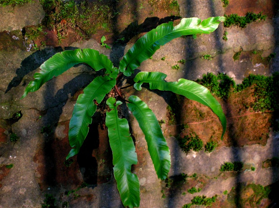 Hart's Tongue Fern