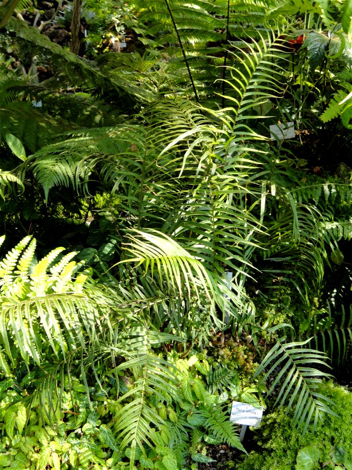 Pteris vittata specimen in the Botanischer Garten München-Nymphenburg, Munich, Germany.