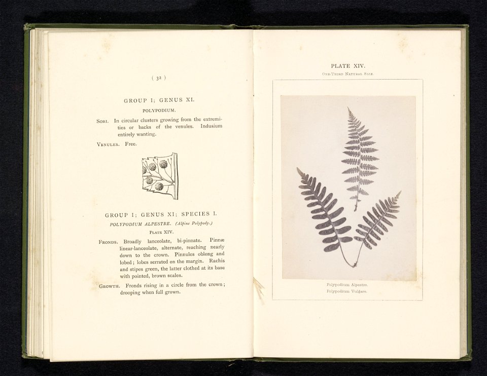 IdentificatieTitel(s): Bladeren van een wijfjesvaren en een gewone eikvarenPolypodium Alpestre. Polypodium Vulgare (titel op object)Objecttype: foto bladzijde Objectnummer: RP-F-2001-7-400-14Opschrift