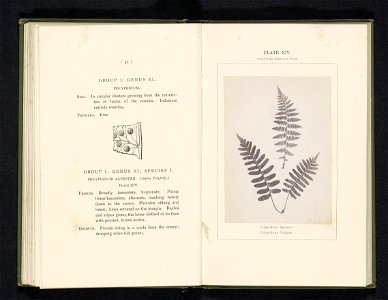 IdentificatieTitel(s): Bladeren van een wijfjesvaren en een gewone eikvarenPolypodium Alpestre. Polypodium Vulgare (titel op object)Objecttype: foto bladzijde Objectnummer: RP-F-2001-7-400-14Opschrift