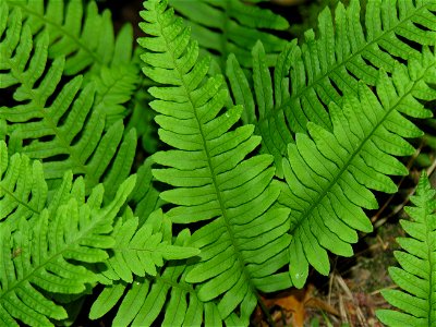 Paprastoji šertvė (Polypodium vulgare)
Fam. Polypodiaceae

Foto: Algirdas, 2005 m.