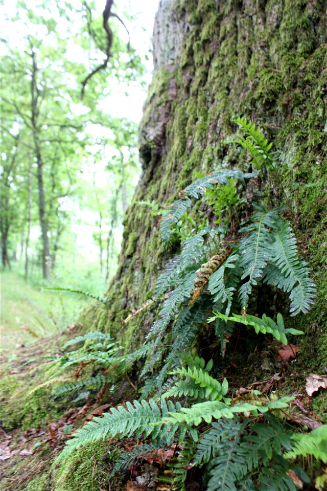 Polypodium vulgare,Poland, Gać (gmina Główczyce) near forest road, Słowiński Park Narodowy.