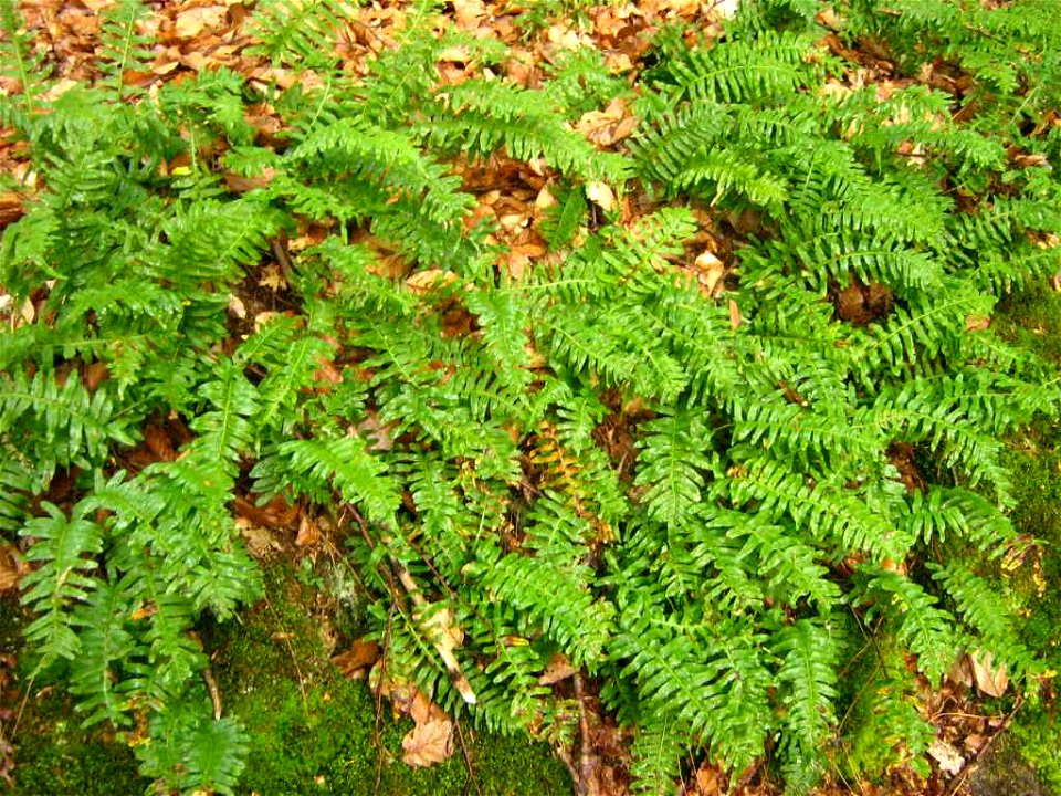 Tüpfelfarn im Raben Steinfelder Forst am Pinnower See im Landkreis Parchim (Mecklenburg).