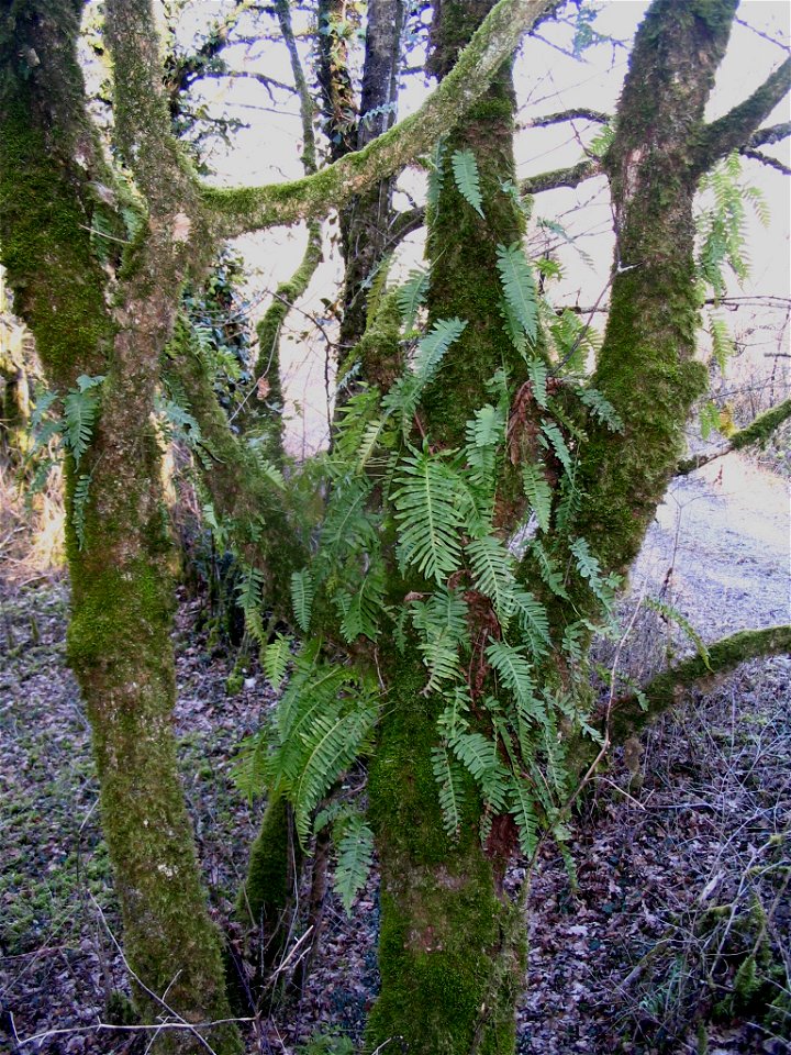 Polypode commun, Polypodium vulgare (épiphyte)- Brégnier-Cordon - Ain - France