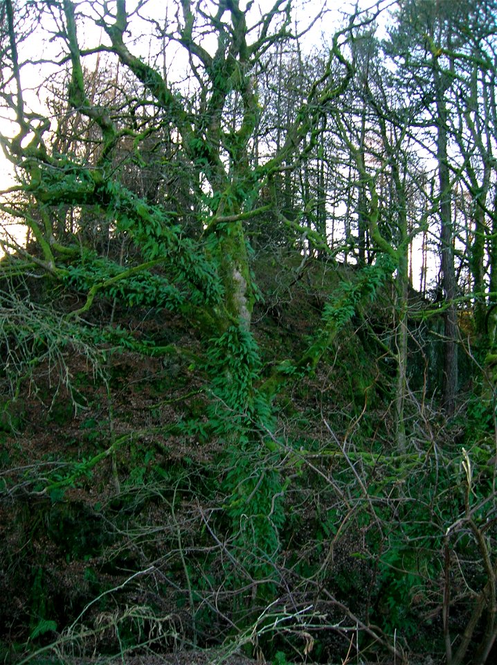 A Sycamore with epiphytic Common Polypody ferns in abundance. Ladyland Burn, Kilbirnie, North Ayrshire, Scotland.