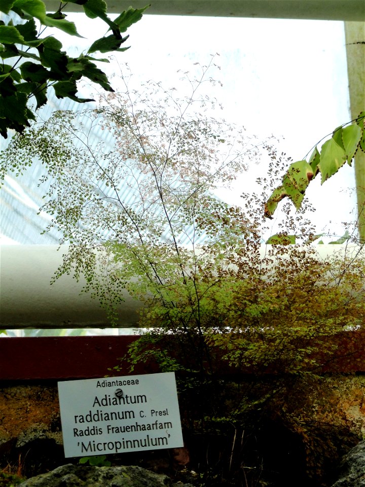 Adiantum raddianum specimen in the Botanischer Garten München-Nymphenburg, Munich, Germany.