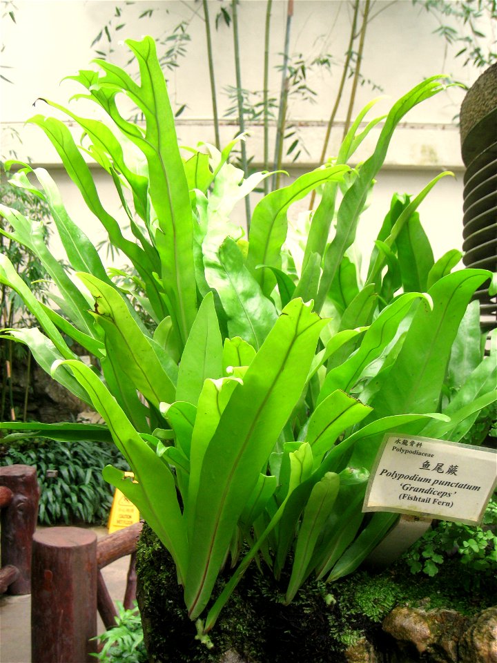 Polypodium punctatum 'grandiceps'. Hong Kong Park Conservatory in Hong Kong Park, Hong Kong.