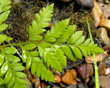 Rumohra adiantiformis on display at the San Diego County Fair, California, USA. Identified by exhibitor's sign.