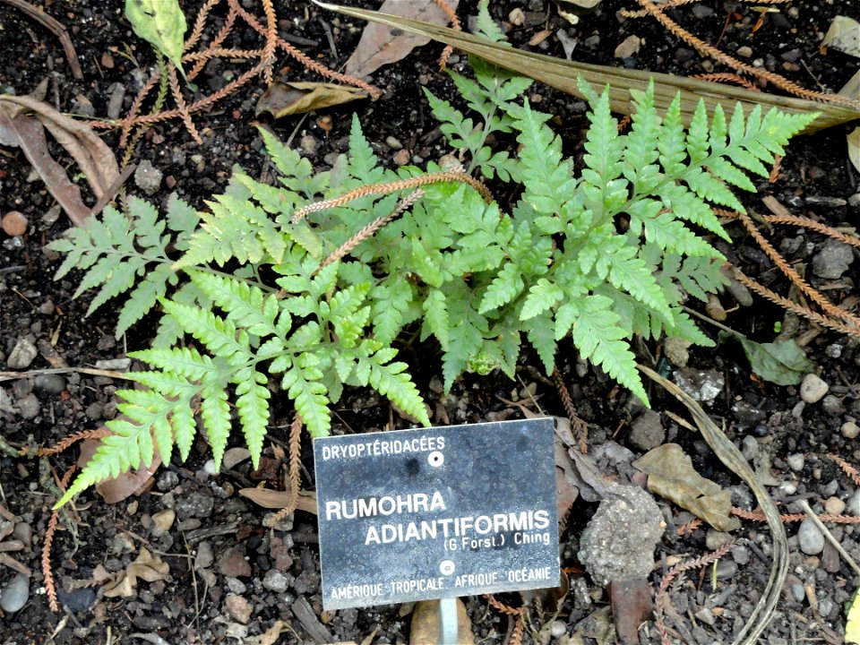 Rumohra adiantiformis specimen in the Jardin Botanique de Lyon, Parc de la Tête d'Or, Lyon, France.