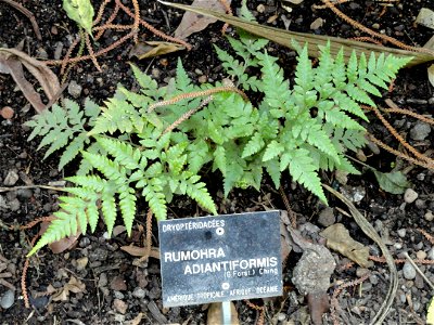 Rumohra adiantiformis specimen in the Jardin Botanique de Lyon, Parc de la Tête d'Or, Lyon, France.